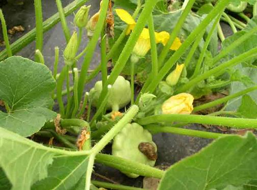 Выращивание патиссонов