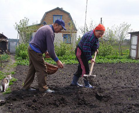 Бизнес. Одна тысяча долларов за лето с 1 сотки земли