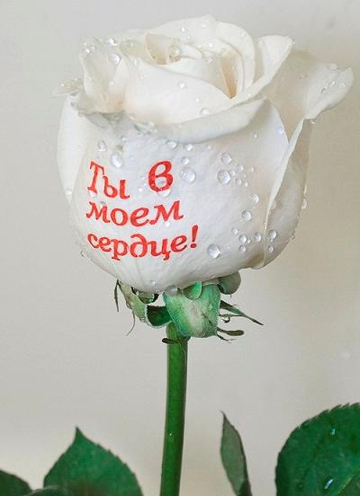 Фотографии, изображения, надписи на цветах